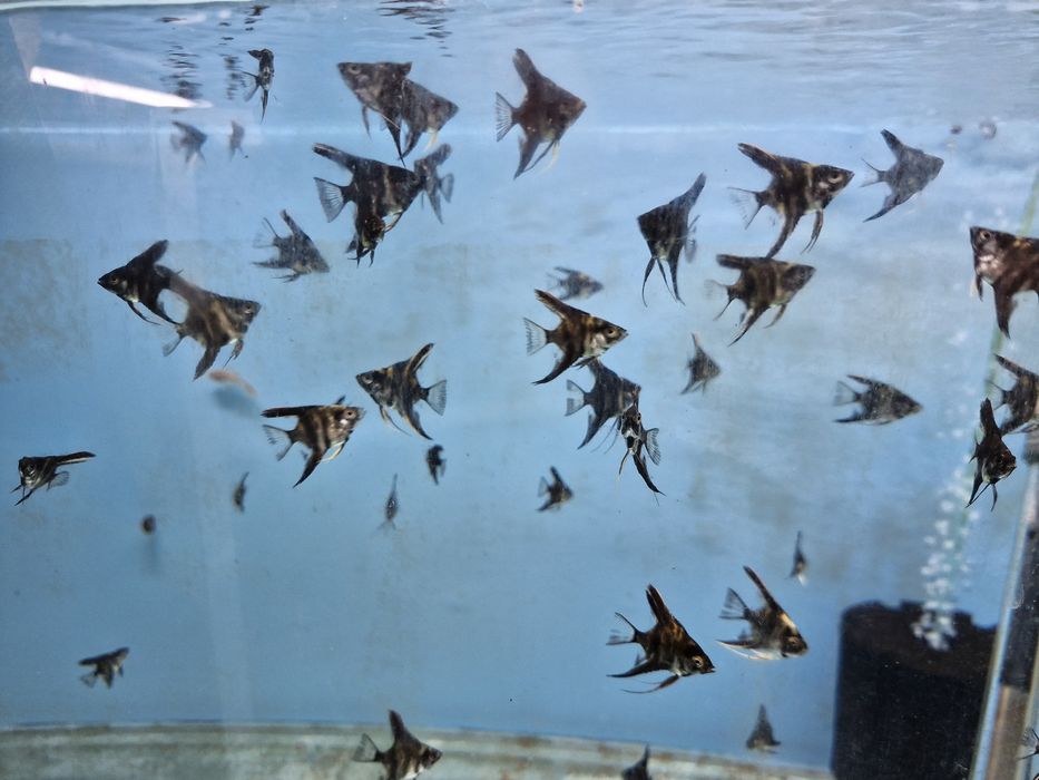 Escalares black marble