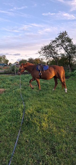 Sprzedam klacz 4 lata