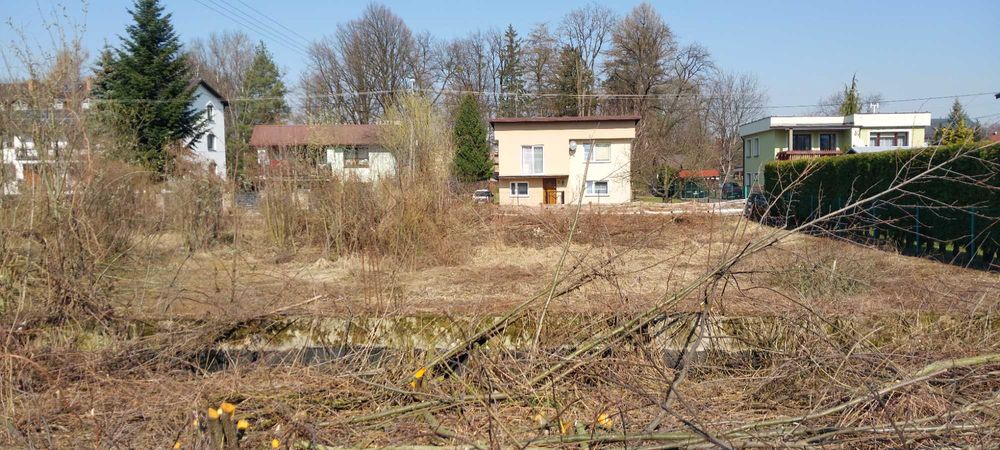 Oddam za darmo drzewo