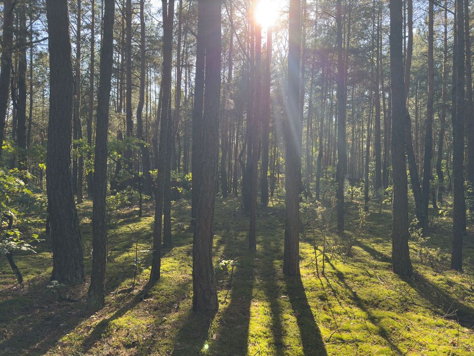 Działka leśna z potencjałem zabudowy – 1500 m² | Kolonia Stanisławów