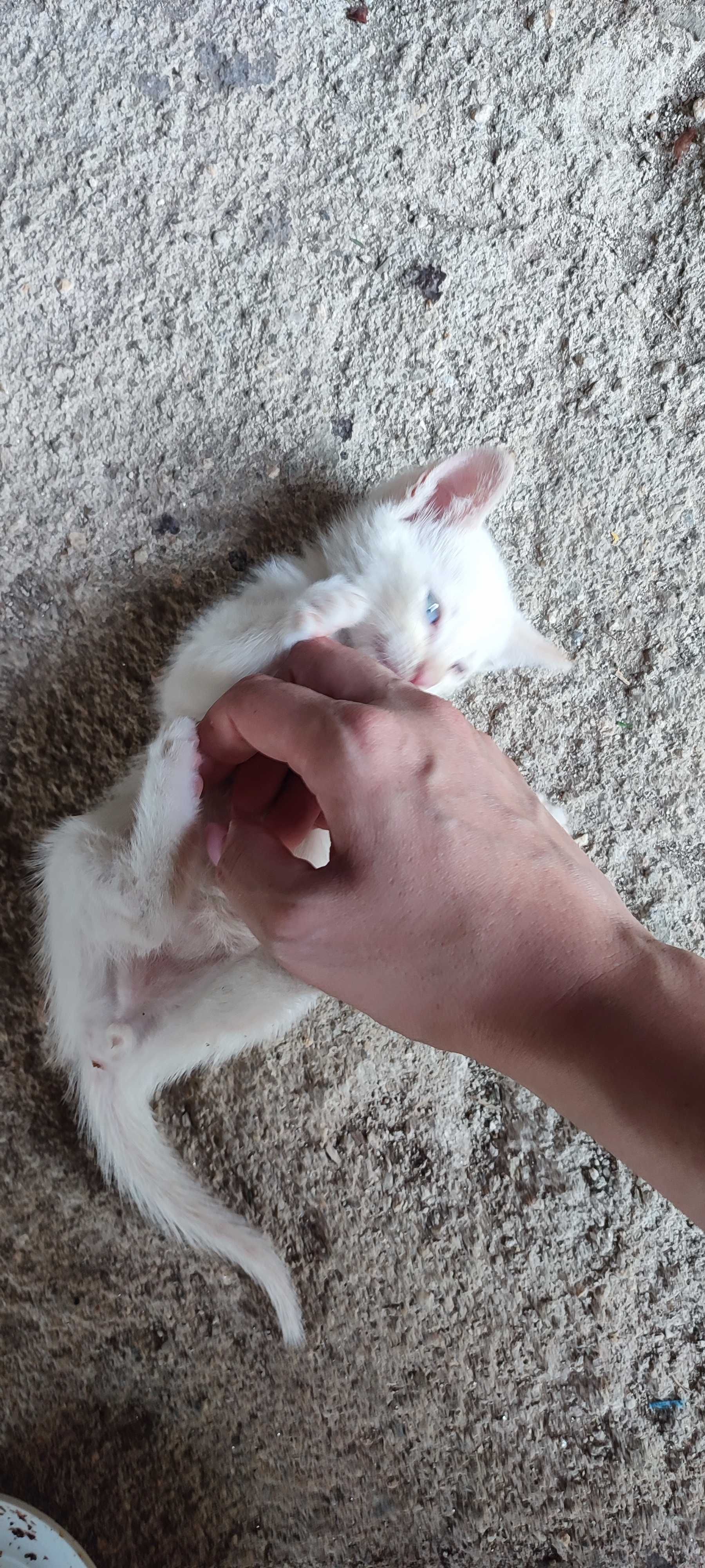 Gatinho branco com olhos azuis