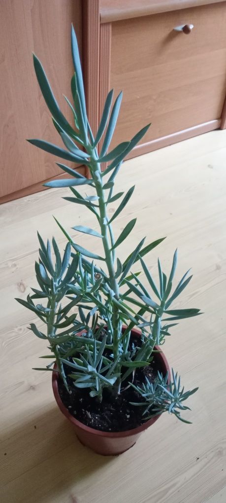 Starzec peperomia fikus drobnolistny