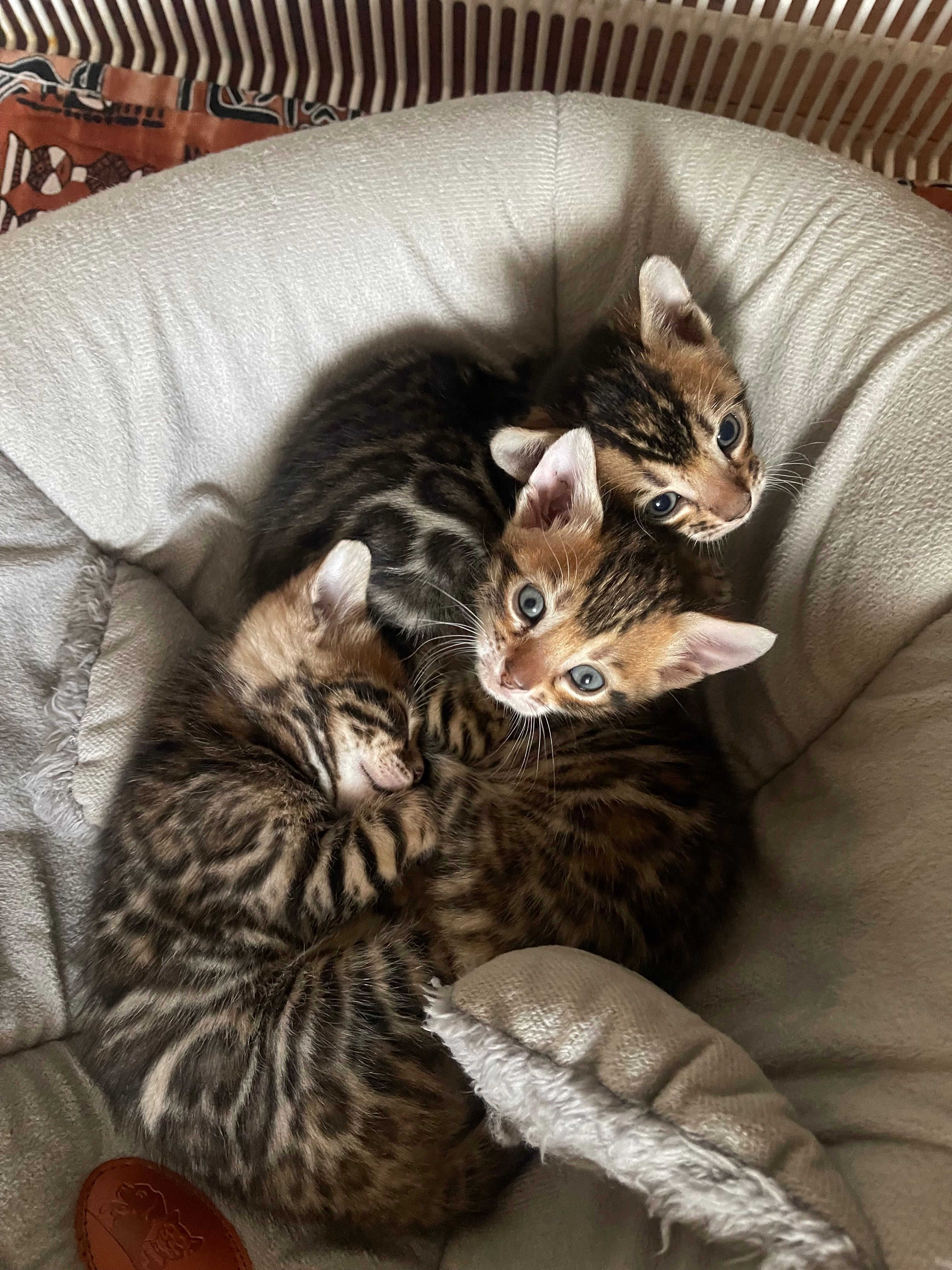 Бенгальські кошенята