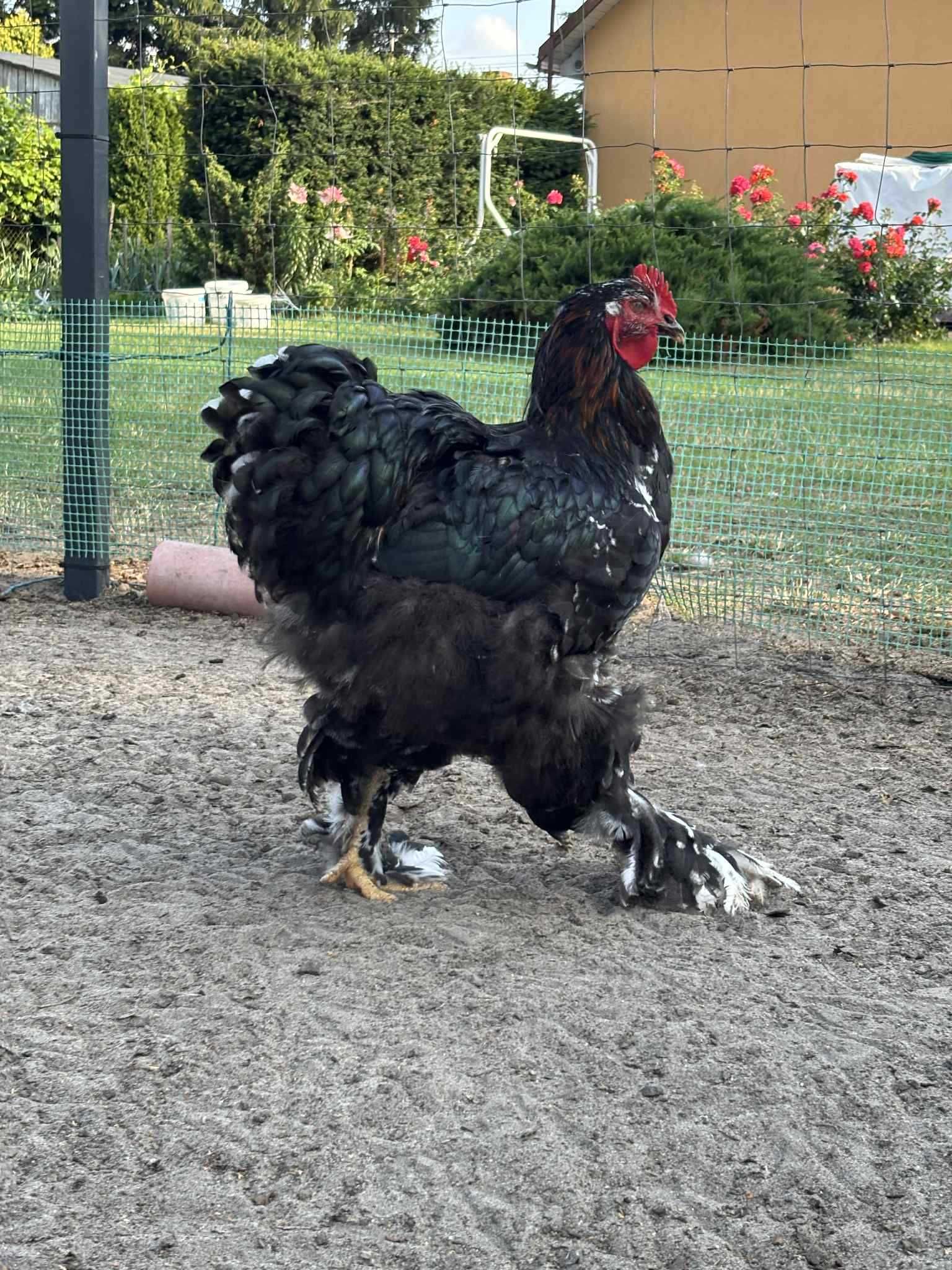 Sprzedam koguty kochina olbrzymiego