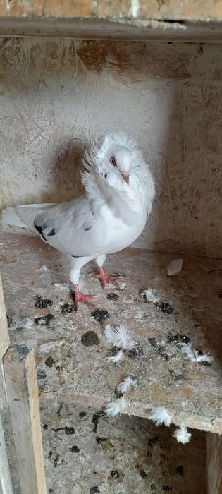 Sprzedam gołębie rasowe