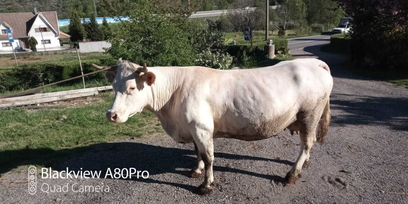 Vacas Limousine e Charolesa