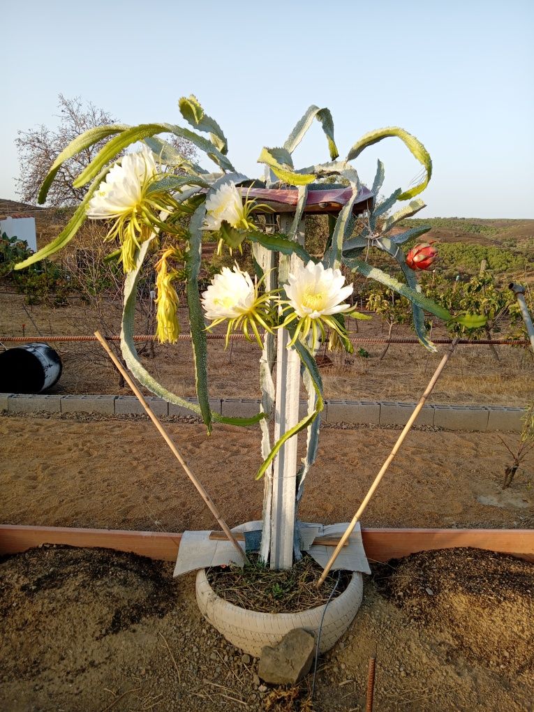 Pitayas , plantas para produção / colecção