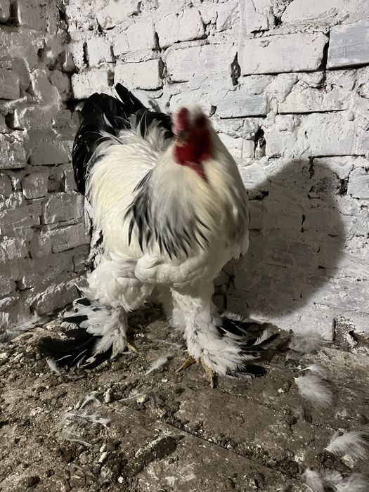 Півні або сімя світлої брами 1+1