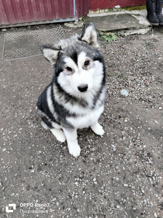 Віддаю красеня хаскі у дбайливу родину