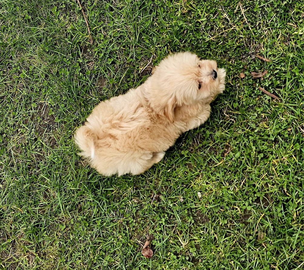 Maltipoo mini suczka