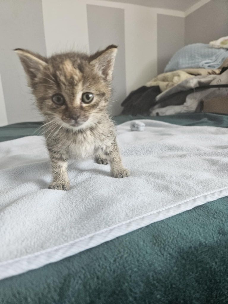 Kotki do adopcji