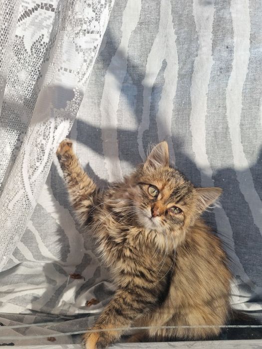 В добрі руки пухнастикіа таббіка, вік приблизно 2,5 місяця