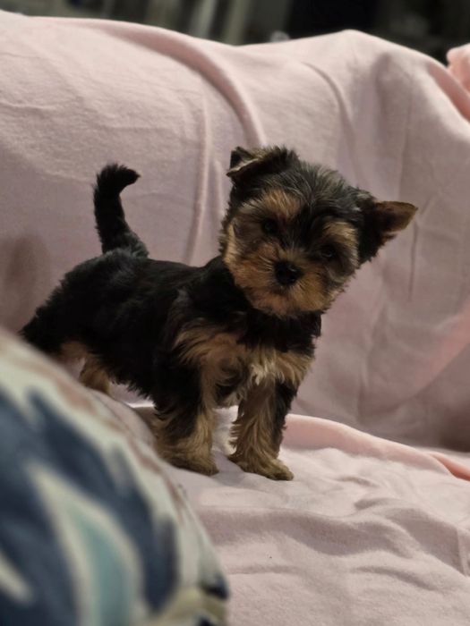 Suczka mini Yorkshire terrier