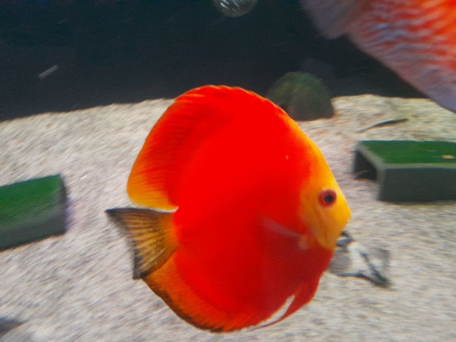 Paletki dyskowce
