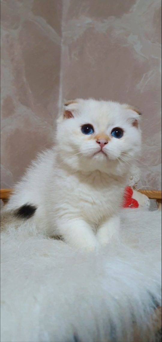 Плюшевая золотая шиншилла пойнт