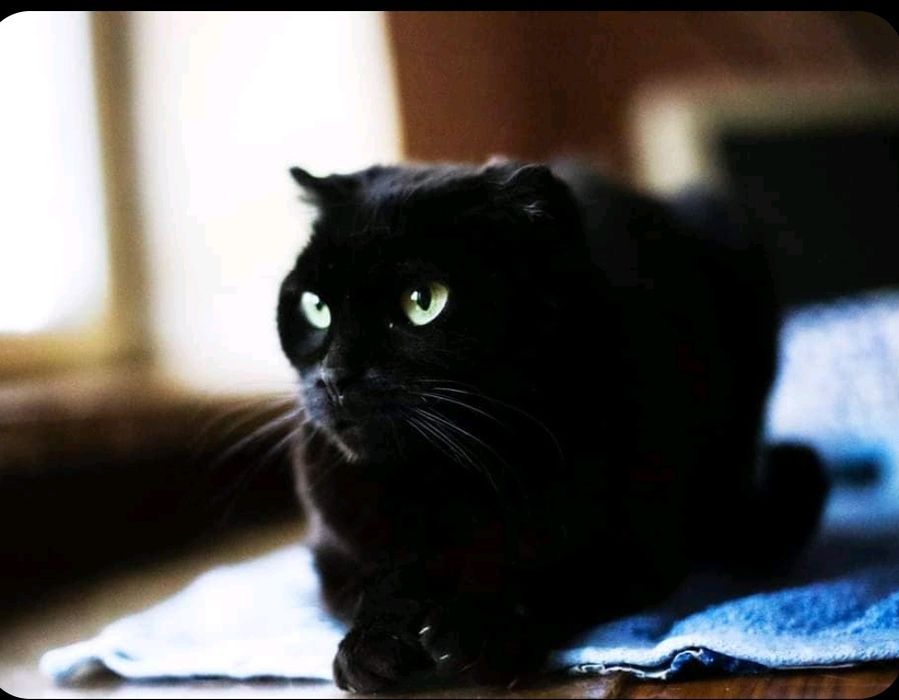 Віддам _ кішки_ коти_ Ніколь