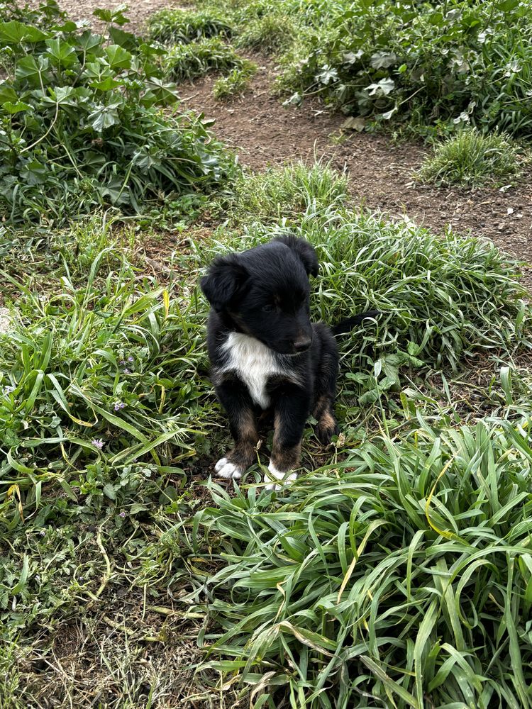 Cachorros Broder Collie's