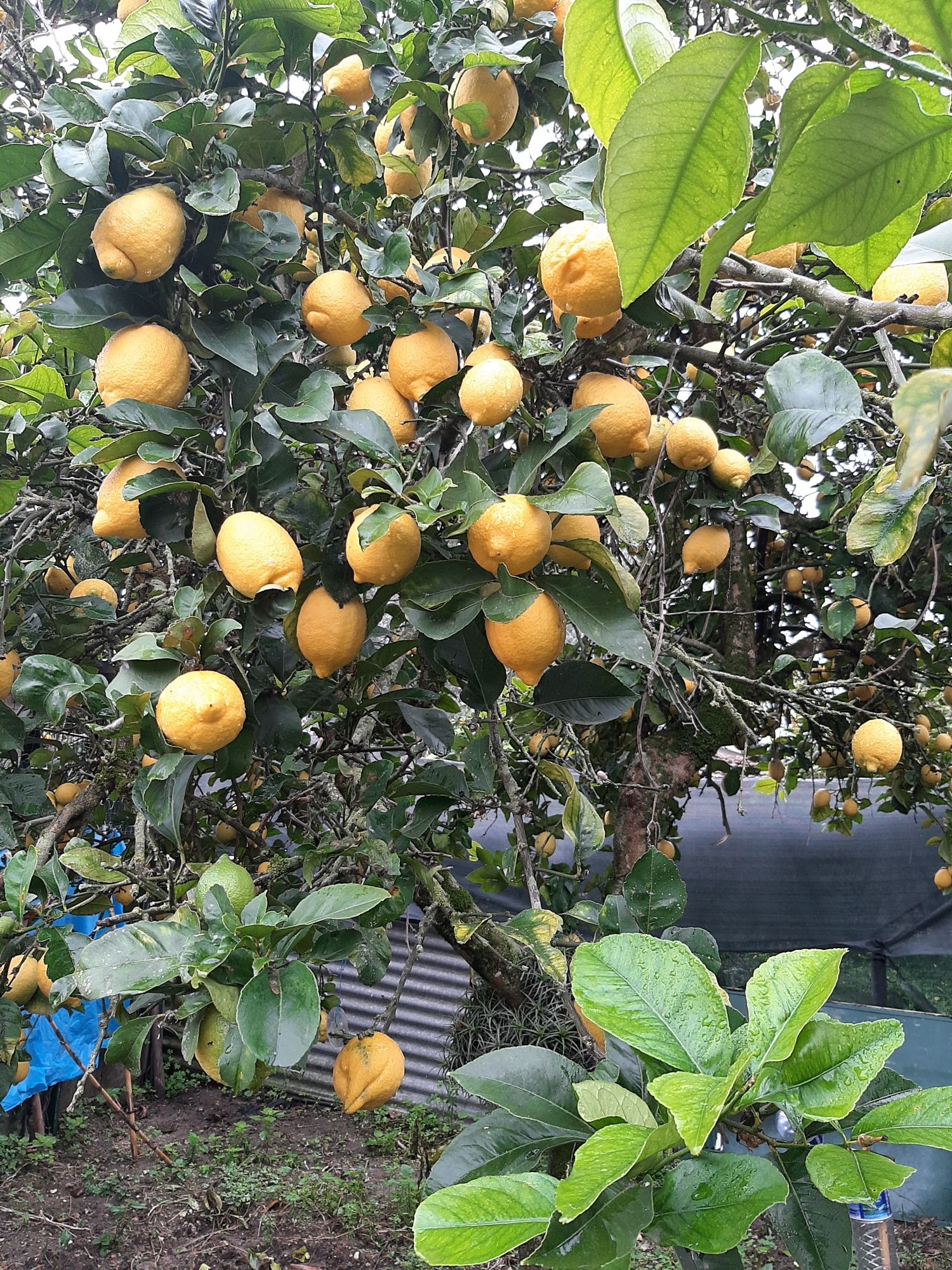 Limoes biologicos