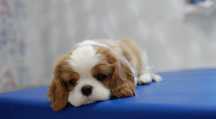 Suczka Cavalier king charles spaniel do odbioru