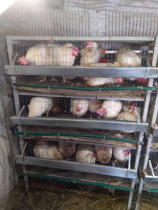 Клітки для курей,б/у