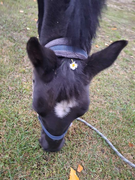 Współdzierżawa Klacz Wanessa 7lat