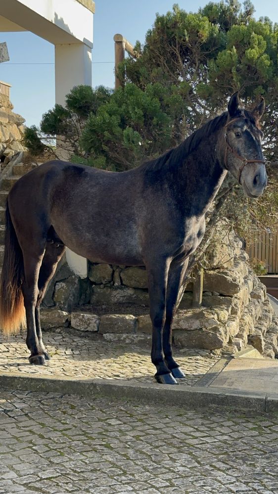 Cavalo PSL blue book complet !