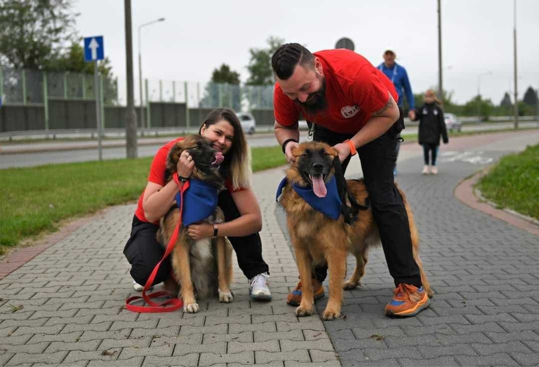 Pat i Mat dwa młode psiaki do adopcji