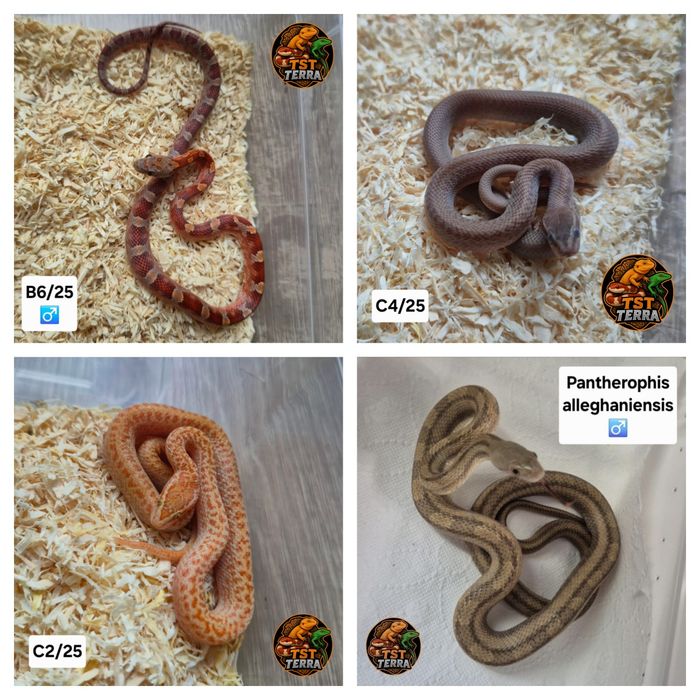 Węże zbożowe/mahoniowe/smugowe