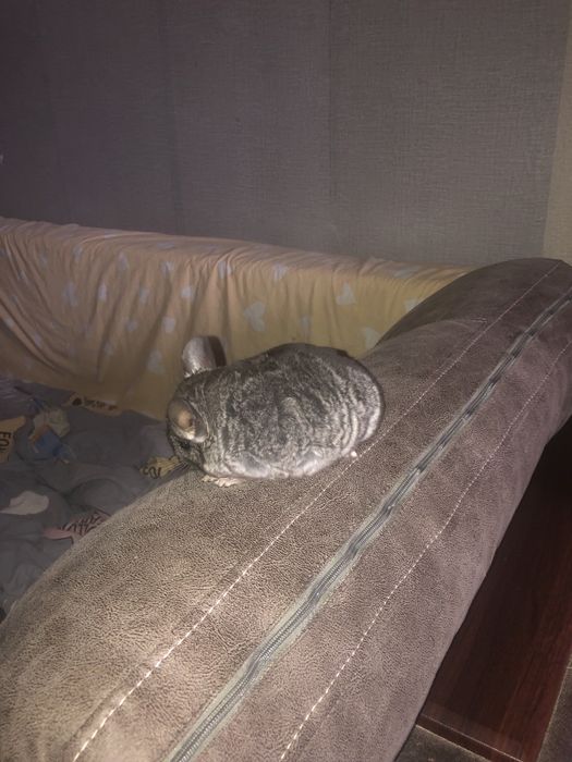 Продам гризуна, дівчинка