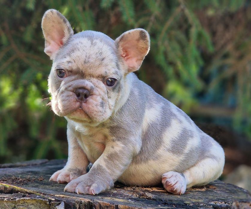 В редком окрасе мальчик