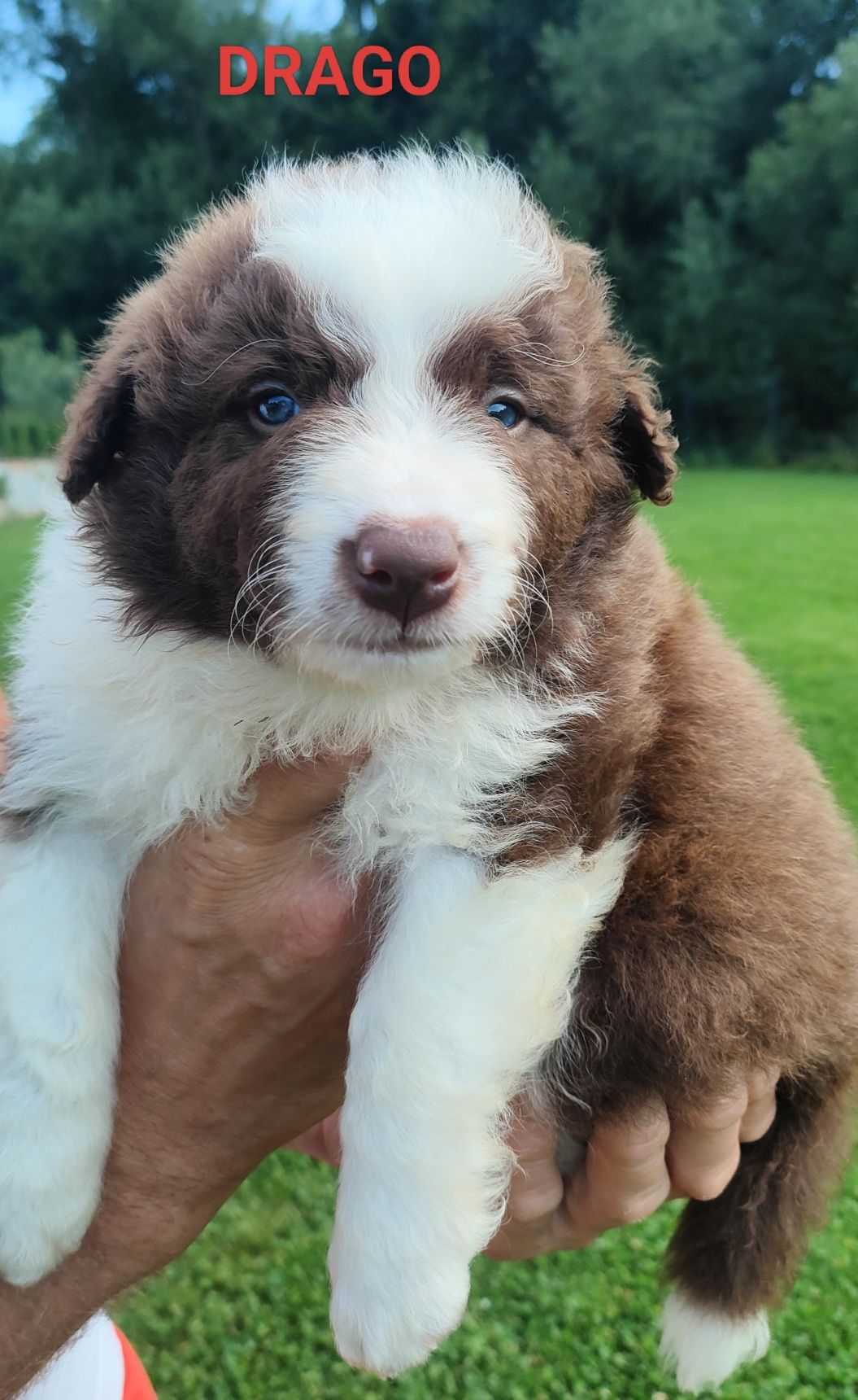 Border collie szczenię