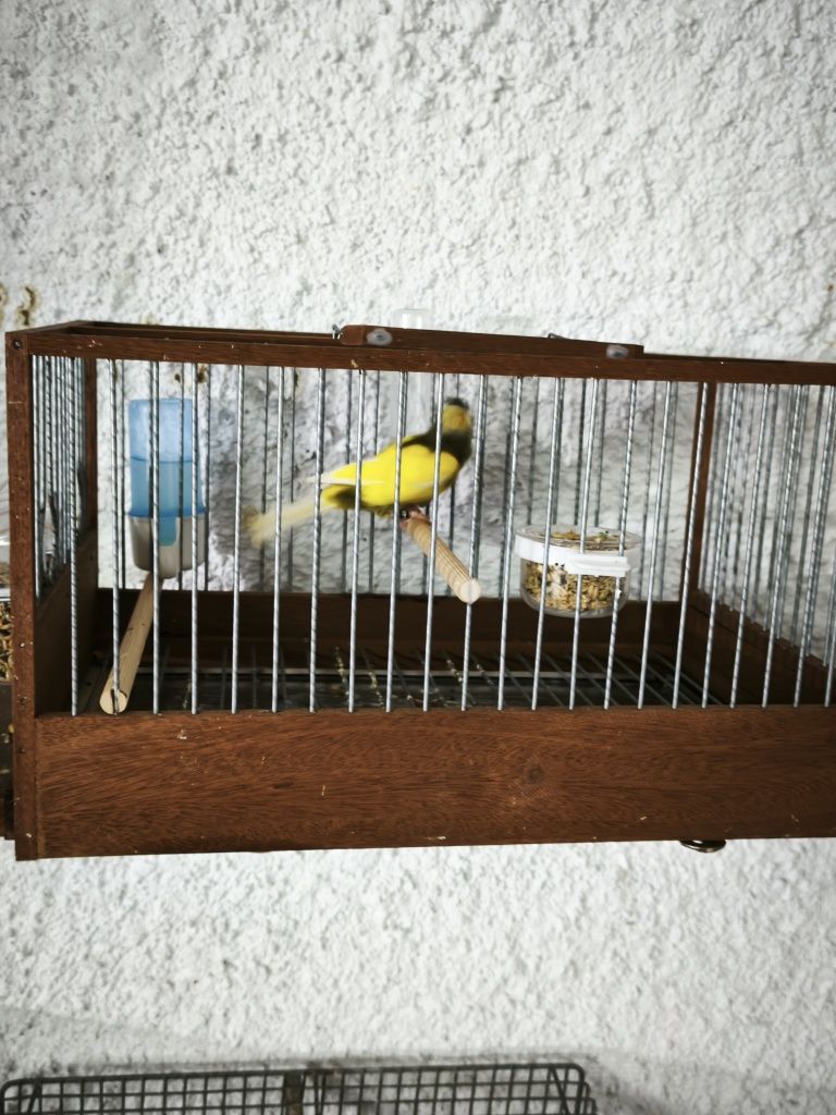 Canário timbrado espanhol