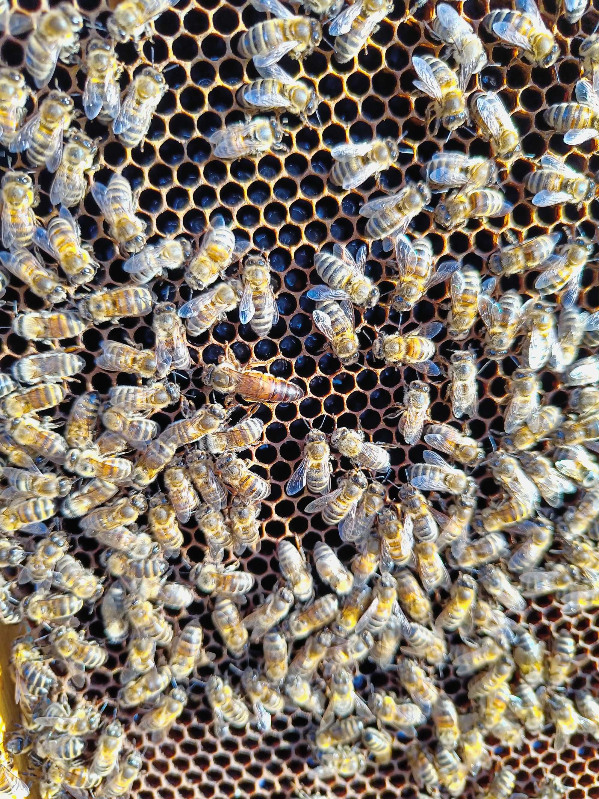 Pszczoły, rodziny pszczele, pasieka, ule