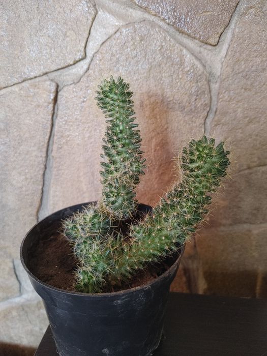 Кактусы комнатные цветы