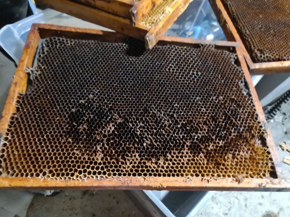 Ramki wielkopolskie-susz