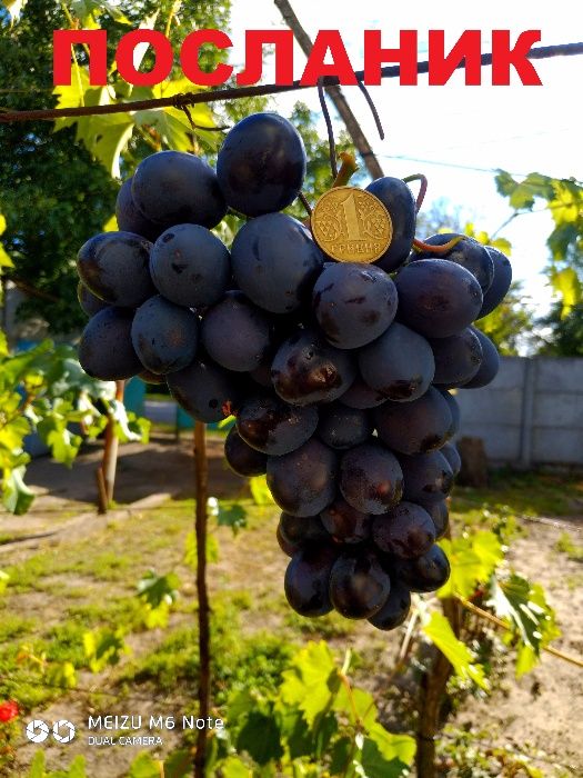 саженцы и черенки крупноплодного винограда