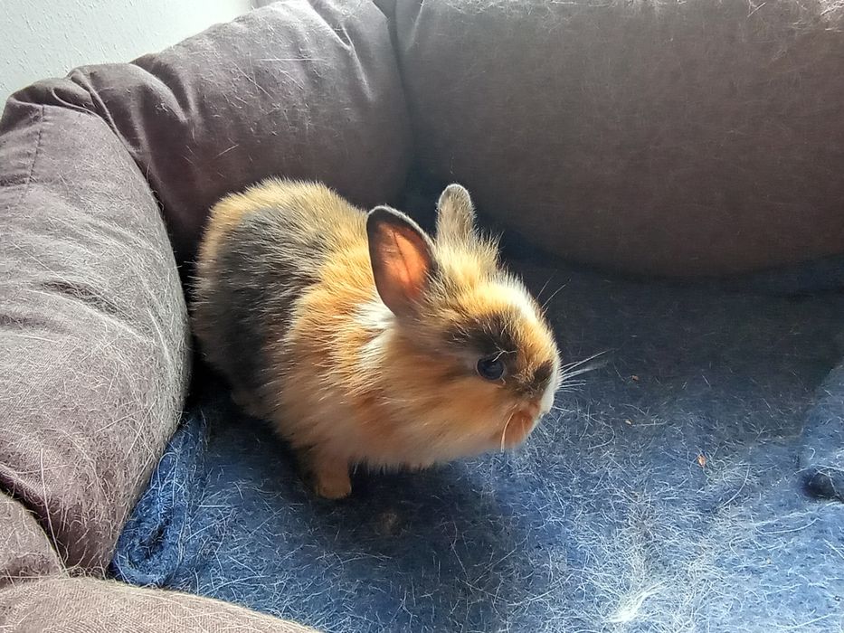 Декоративний карликовий кролик