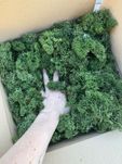 Ściółka z chrobotka fińskiego ciemna zieleń 1 kg