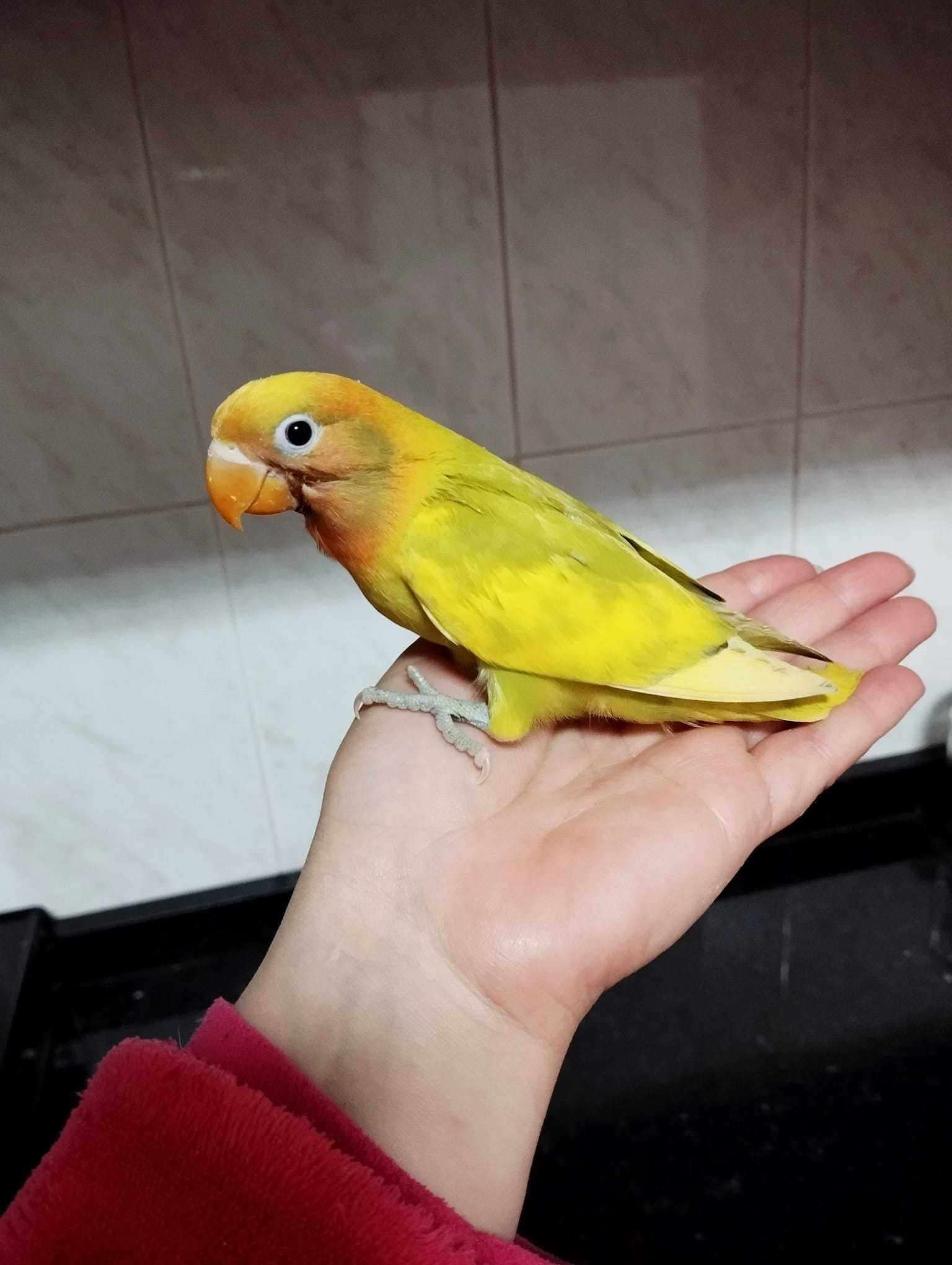 Ring necks e agapórnis criados a mão