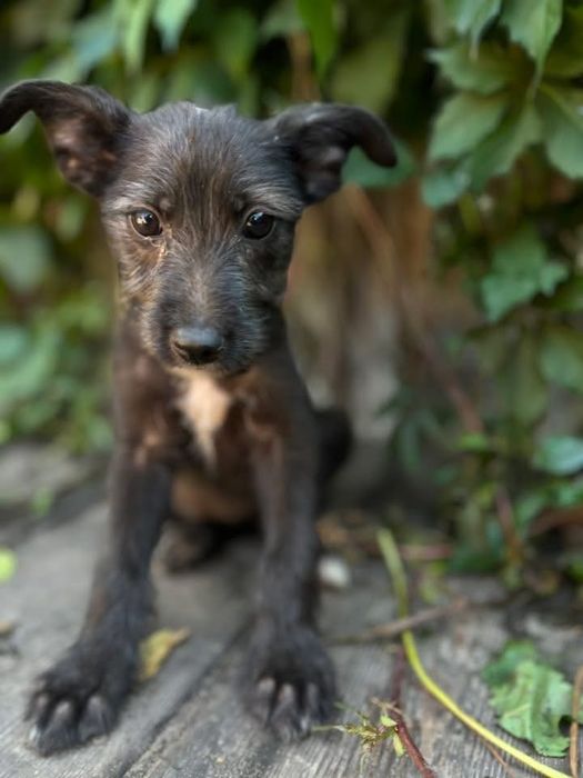 Красивая девочка щенок Полина