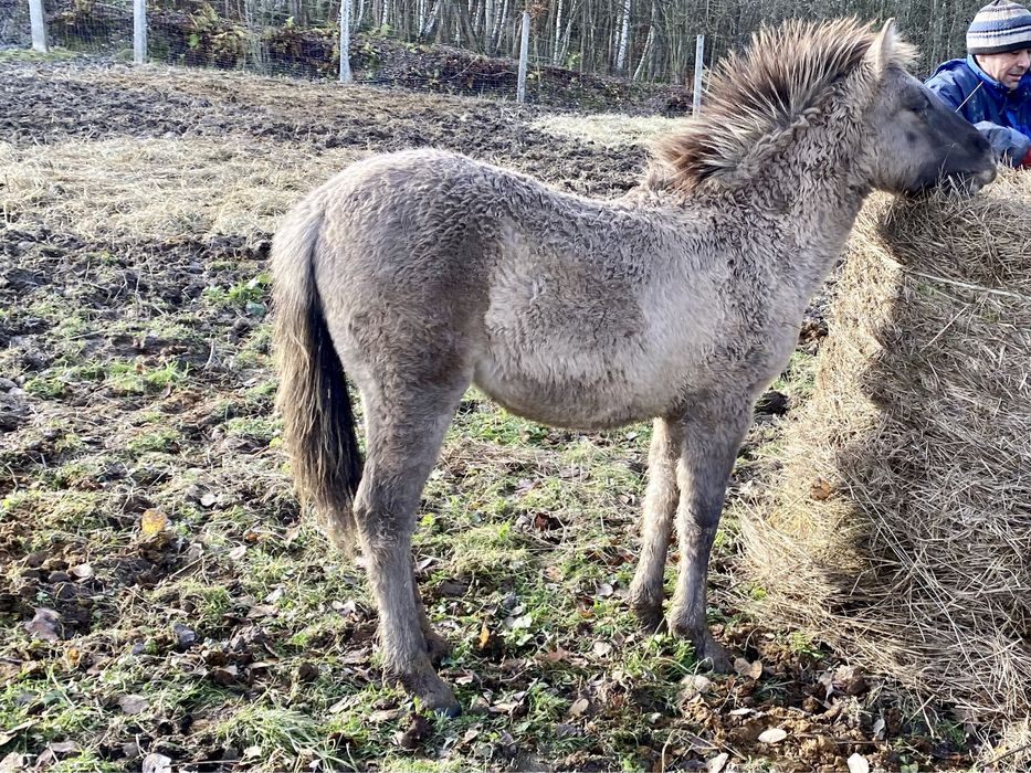 Klaczki Konika Polskiego 2025 Klacz Konik Polski