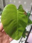 Monstera green on green lf (gog)