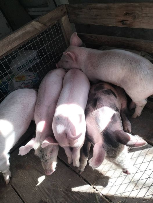 Поросята поросятка 1м , 1.5м