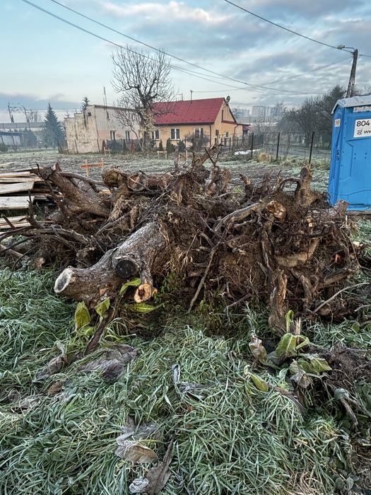 Oddam za darmo drzewo jablon