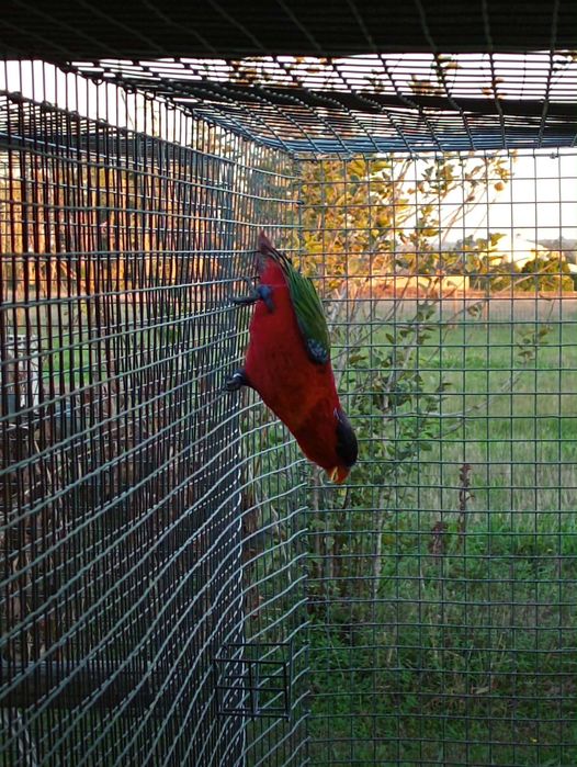 Lori Yellow bibed fêmea adulta