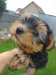 Yorkshire terrier
