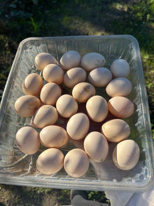 Ovos de galinha Pequim