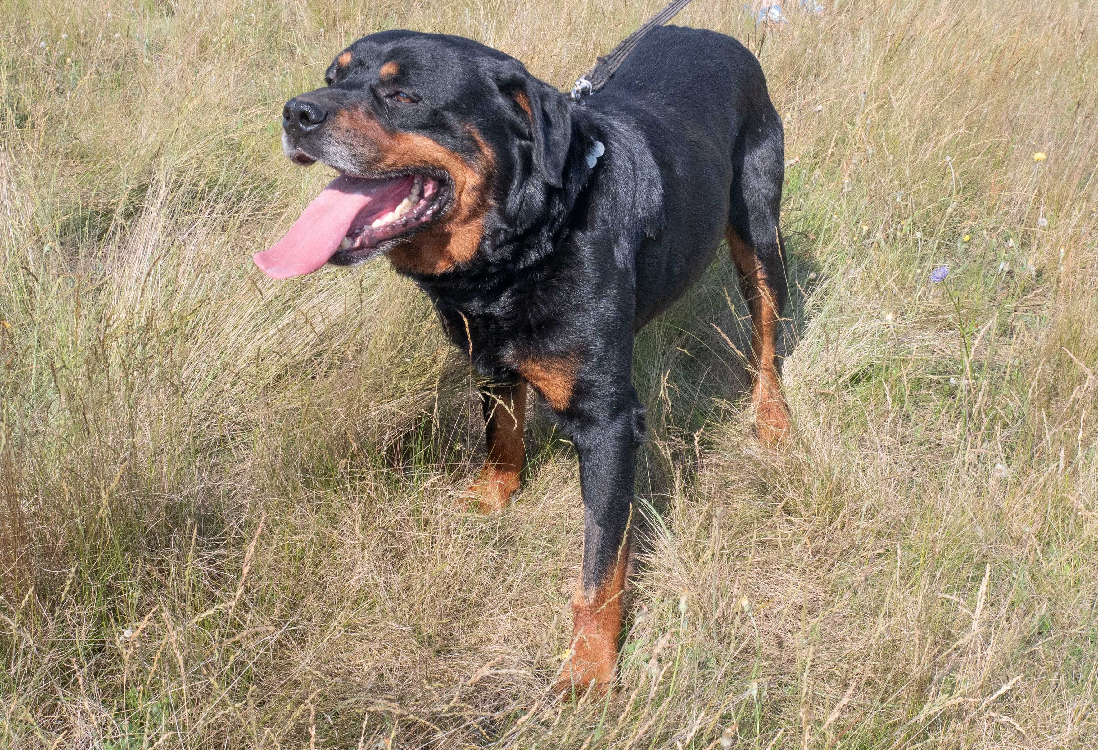 Trebor- w typie rottweiler. Przemiły, nieduży, kochający człowieka