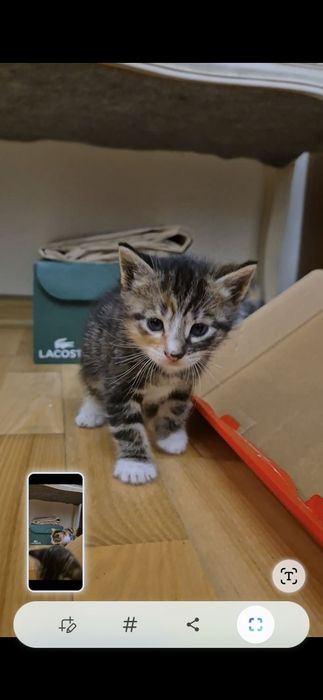 Kocięta do adopcji