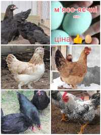 ОПТ инкубационные яйца лучших мясо-яичных пород кур, отправка по Украи